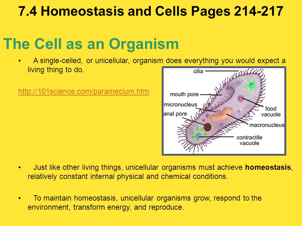 How and why organisms must maintain homeostasis